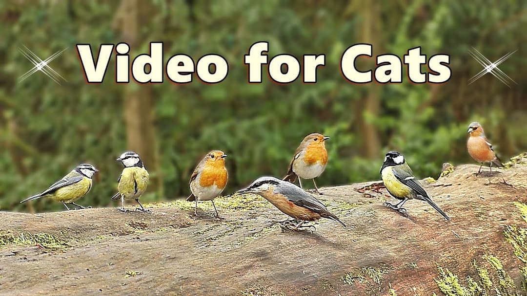Videos for Cats ~ Bird Sounds Delight ⭐ 8 HOURS ⭐ NEW