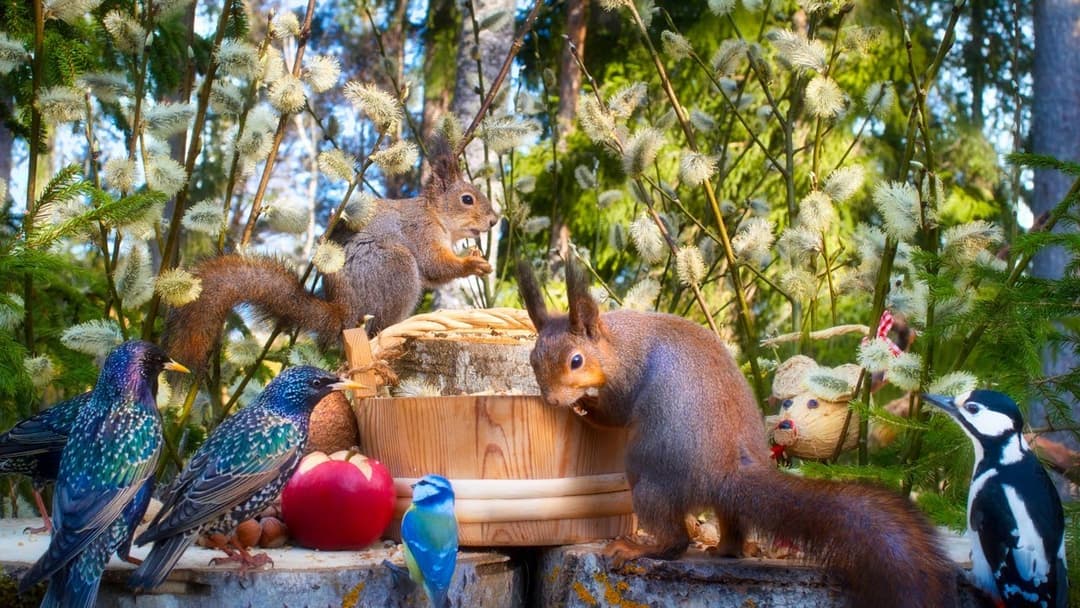 CAT TV NO ADS😺  Hang Out with Pretty Birds and Cutest Squirrels from Finland
