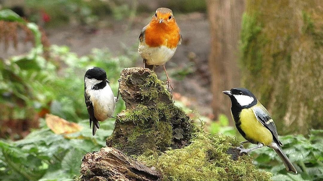 Videos for Cats and Dogs to Watch : Little Chirping Birds