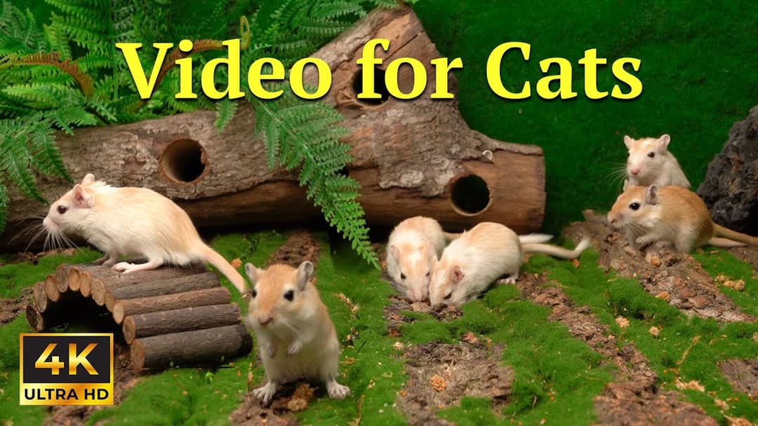 Cat TV: Tiny Mice Hide & Seek – Nature Cat TV That Triggers the Hunter Instinct | Catflix