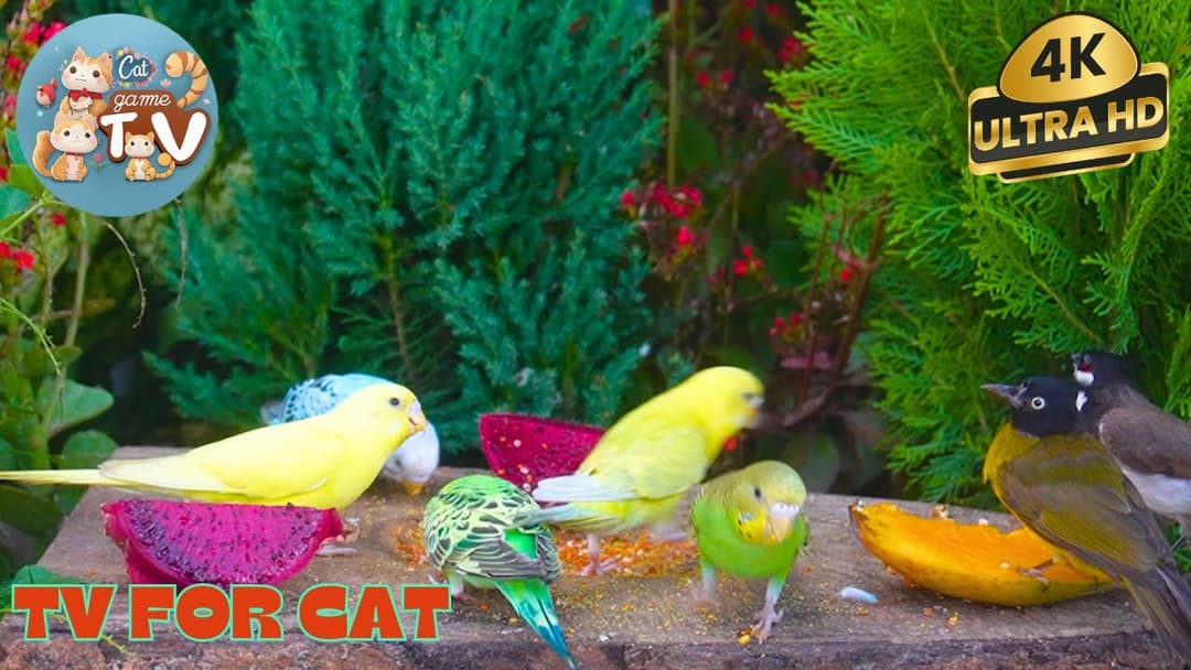 🔴😺Morning Cartoons for Pets🦜! Live 12 Hour Cat TV Videos | 4K HDR ULTRA