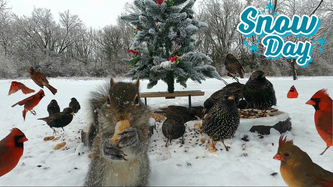 Cardinals & Starlings [NO MID-ROLL ADS] 10 HOURS- Cat TV Dog TV |🐶😺📺| Entertain Your Pets