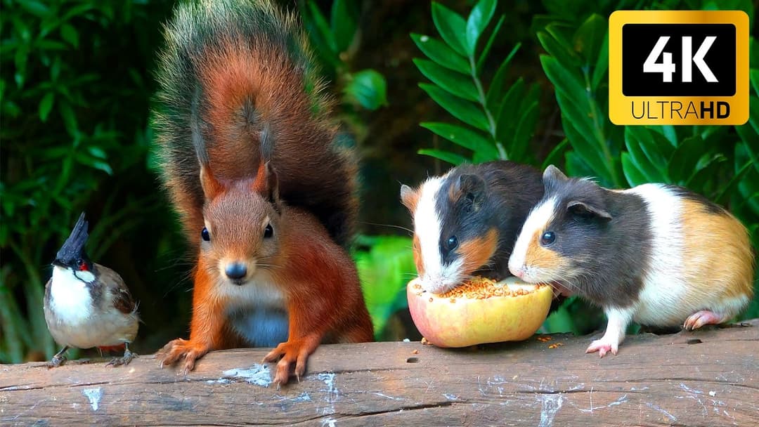 Cat TV for Cats to Watch 😺 Bouncy chipmunks, Squirrels, and Birds 🐿 4 Hours Cat Games 4K HDR 60FPS
