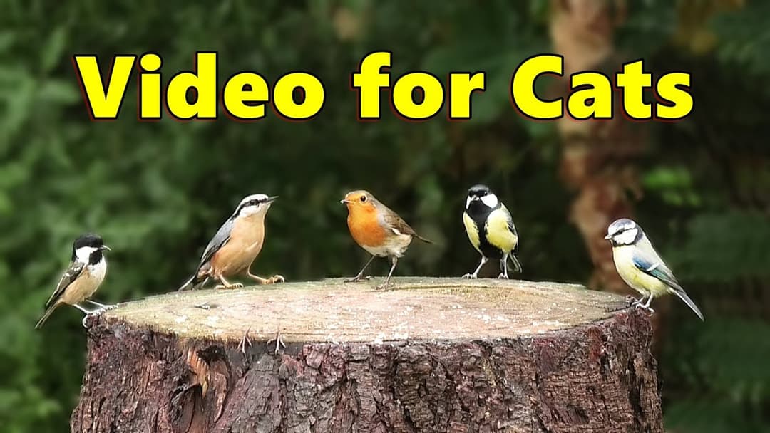 Videos for Cats to Watch - Cat TV Birds Spectacular ⭐ NEW 10 HOURS ⭐