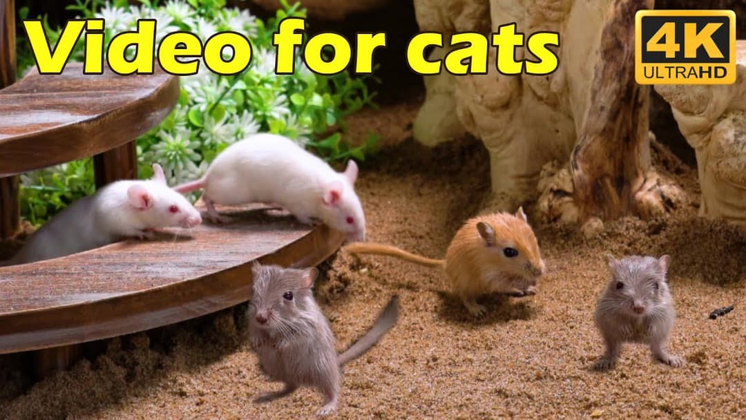 Cat TV: Hide & Seek Adventures With Tiny Mice in 4K UHD - 3 Hours of Fun | Catflix