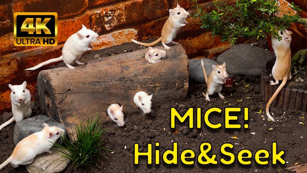 Hide & Seek Mice: Logs, Sand & Burrows | 4K Cat TV for Cats