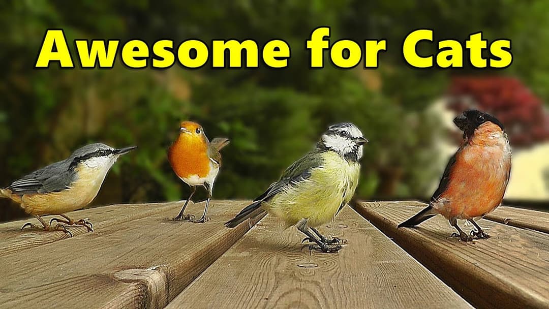 Cat TV - AWESOME Chirping Birds and Sounds for Cats to Watch and Enjoy ⭐ 8 HOURS ⭐