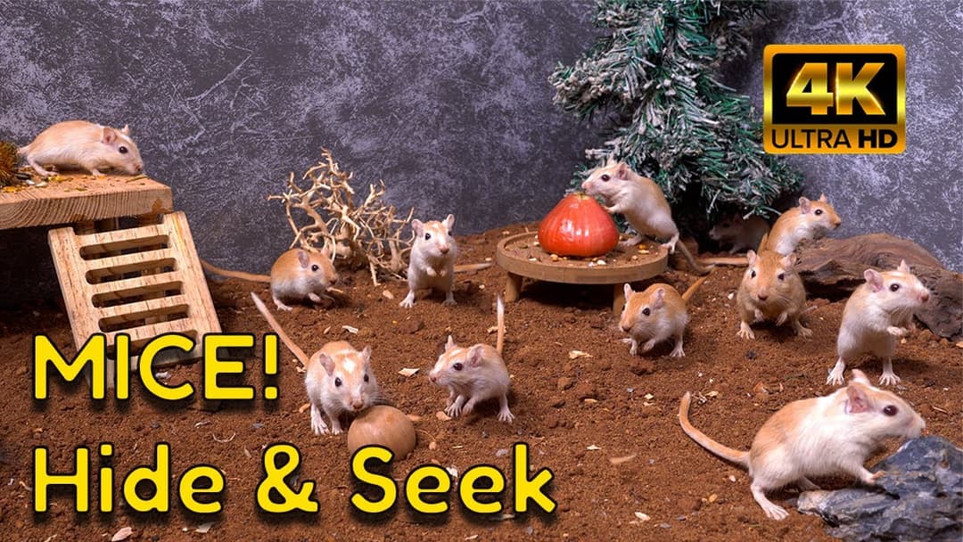 4K Entertainment for Cats: Watch a Gerbil Holiday Party | Cat TV
