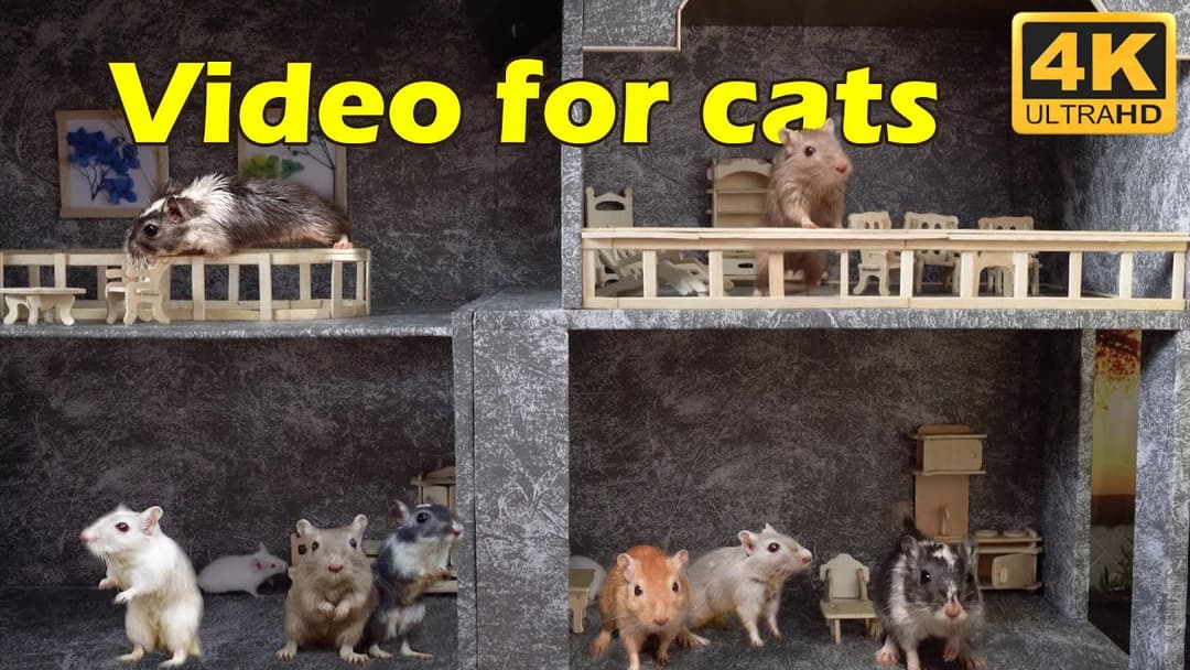 Cat TV: Tiny White Mouse Non-Stop Running in Jerry's Hole - 4 Hours 4K UHD | Catflix