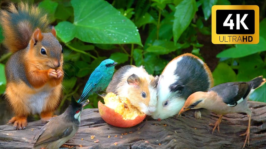 [No Ad Interruptions] Cat TV for Cats to Watch 😺 Birds and Squirrels 🐿️ Videos for Cats and Dogs