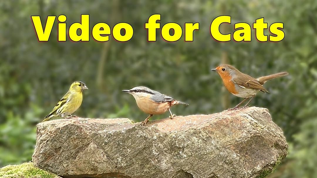 Cat TV ~ Birds in A Garden Paradise 🌸 10 HOURS 🌸
