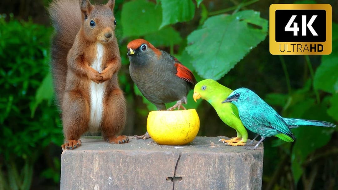 Cat TV NO ADS for Cats to Watch 😻 Squirrel Sings with Birds in Forest Wonderland 🐿️ 4 Hours 4K HDR