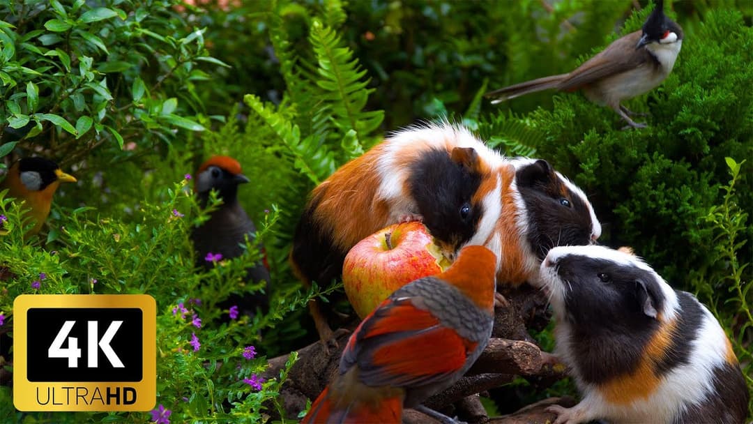 Ultimate Cat TV 😺 Birds & Squirrels Play in a Garden of Spring Flowers 🐦 4K HDR Video for Cats