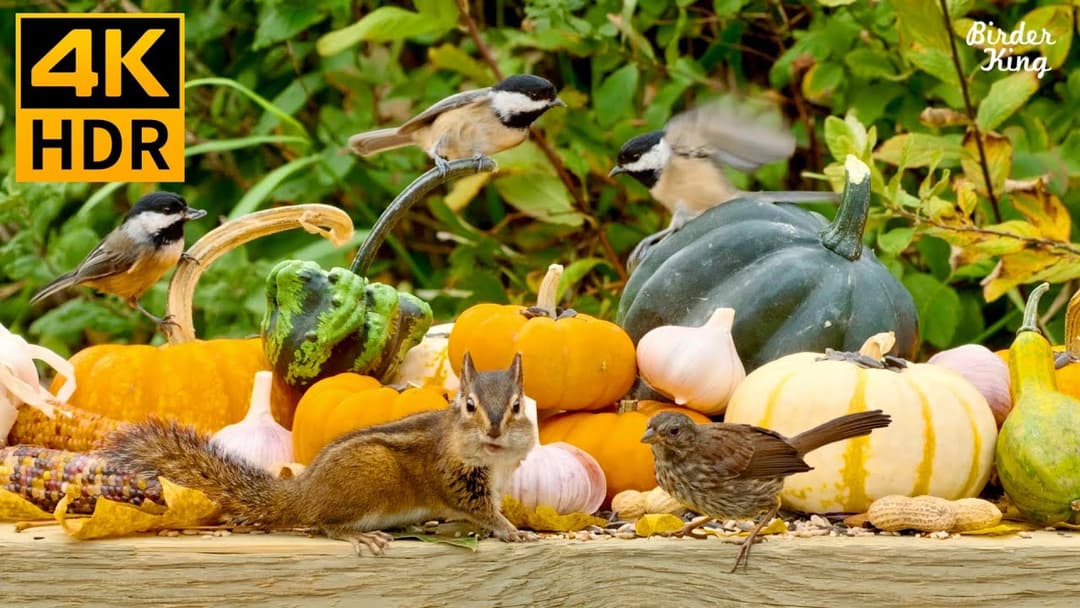 Cat TV For Cats To Watch 😺 Thanksgiving Edition 📺 Birds, Squirrels, Pumpkins In Fall(4K HDR)