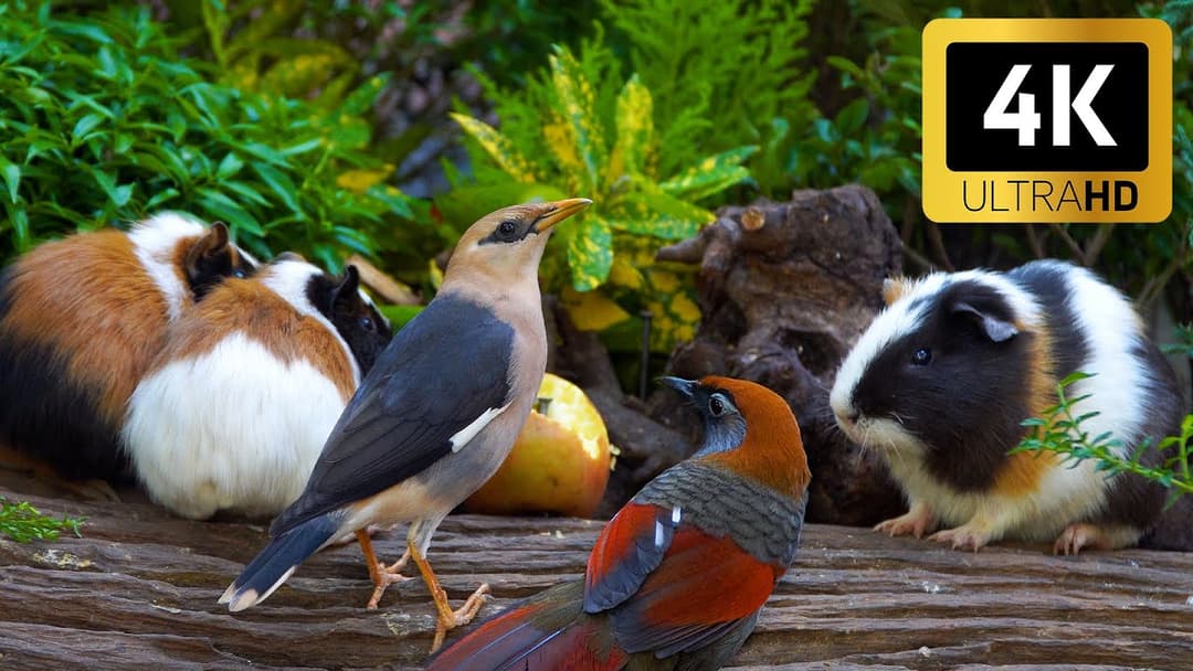 Cat TV 😺 Birds & Squirrels Play on the Grass 🐦 Perfect Videos for Cats | 4K HDR 60FPS