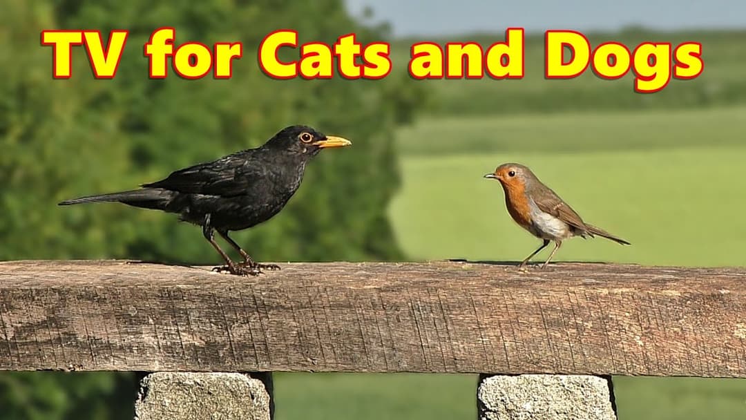 Cat and Dog TV Fun ~ Videos for Cats and Dogs to Watch ⭐ 8 HOURS ⭐