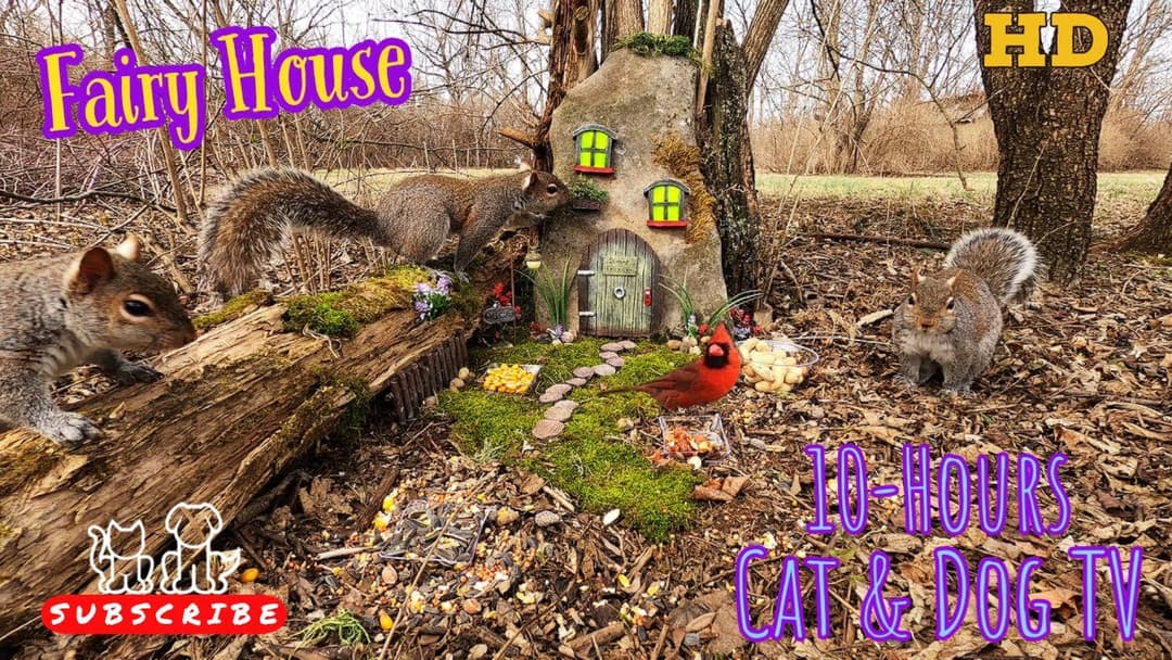 10-Hour Dog & Cat TV 😺🐶📺 Squirrels & Birds forage at the Fairy House | Video for Pets & their People