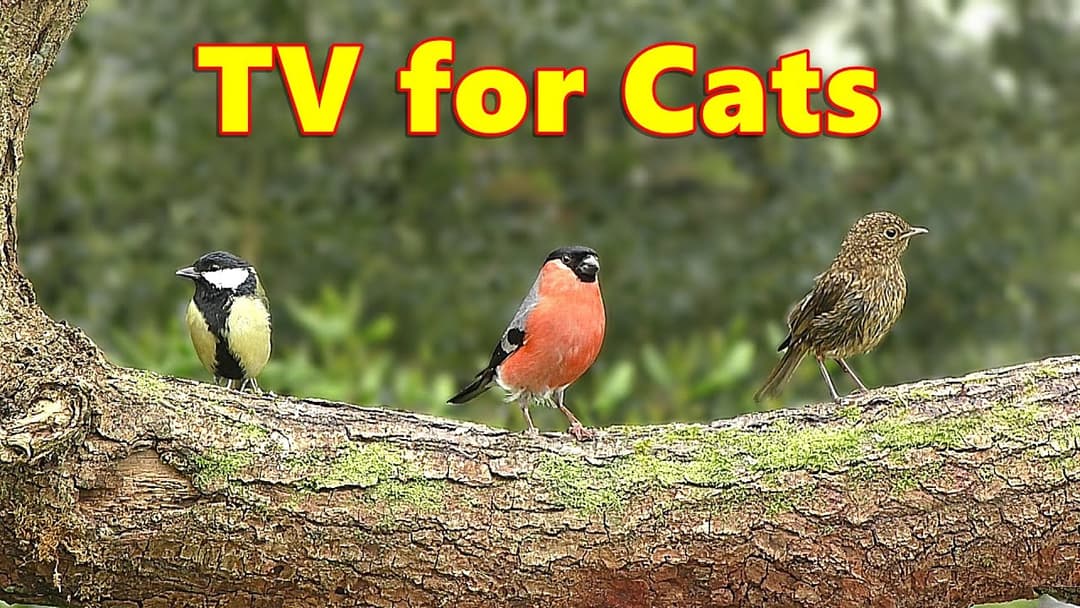 Colorful Birds in The Trees ~ Mesmerizing Cat TV