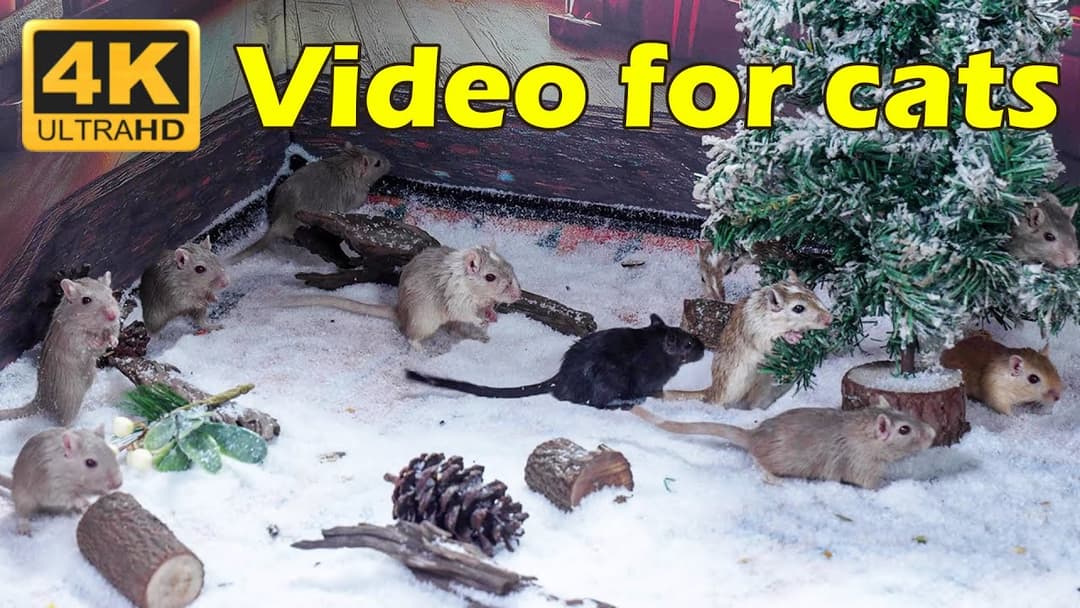 Cat TV: Epic Hide & Seek Mice Edition - 3 Hours of Cat Entertainment in 4K UHD | Catflix