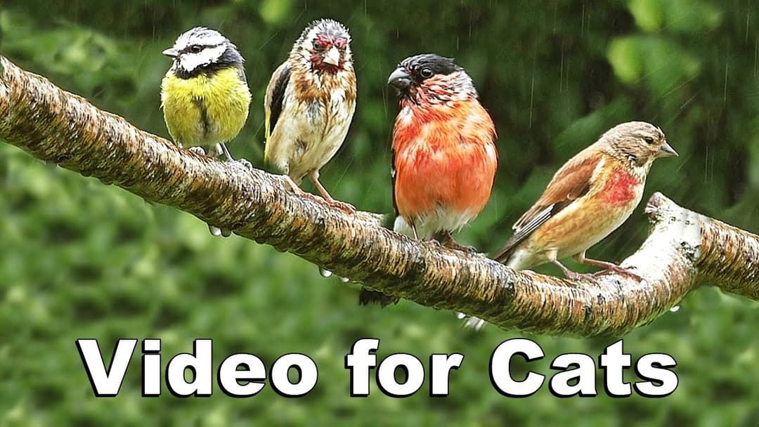 Videos for Cats to Watch - The Rainbirds