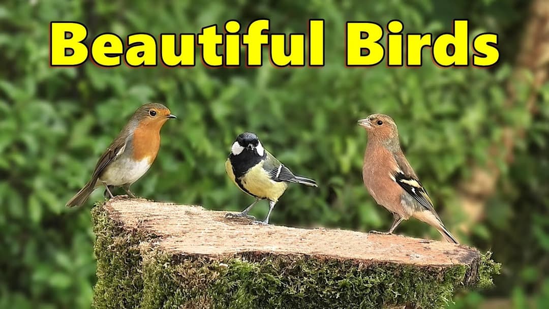 Cat TV in 4K ~ Extremely Satisfying Videos of Beautiful Garden Birds ⭐ 10 HOURS ⭐