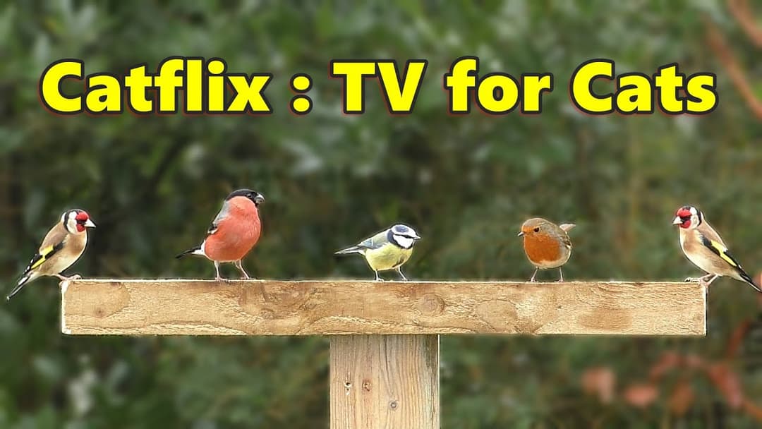 Catflix TV : Birds for Cats to Watch ⭐ Latest Cat TV Blockbuster ⭐ 8 HOURS ⭐