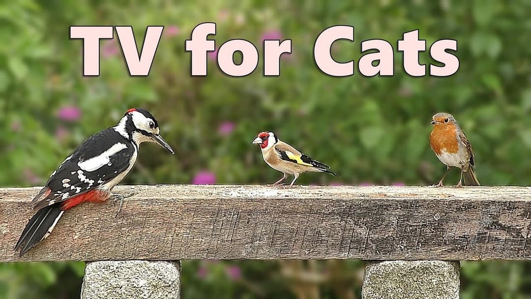Cat TV ~ For Cats and Kittens : Purr-fect