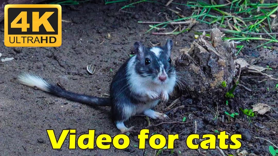 Exciting Cat TV for Cats to Watch: Tiny Mice Fun Hide & Seek Adventure - 10 Hours 4K HDR | Catflix
