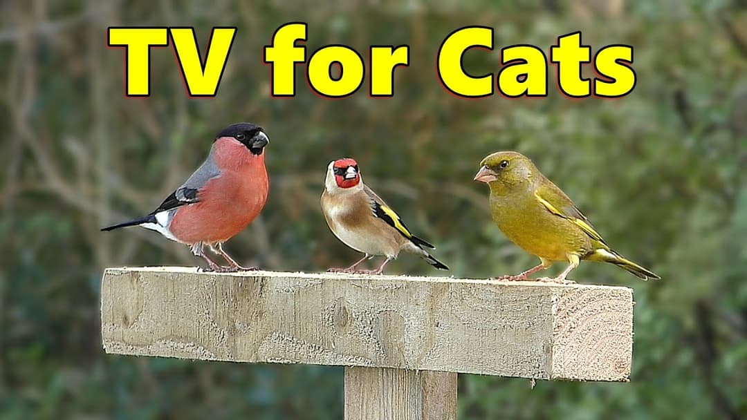 Catflix : Cat TV Extraordinaire ~ Birds for Cats to Watch ⭐ 8 HOURS ⭐ NEW ✔️