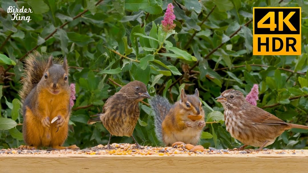 Cat TV for cats to watch 🐱🐦 Baby birds and mother squirrels 🐿 8 hours(4K HDR)