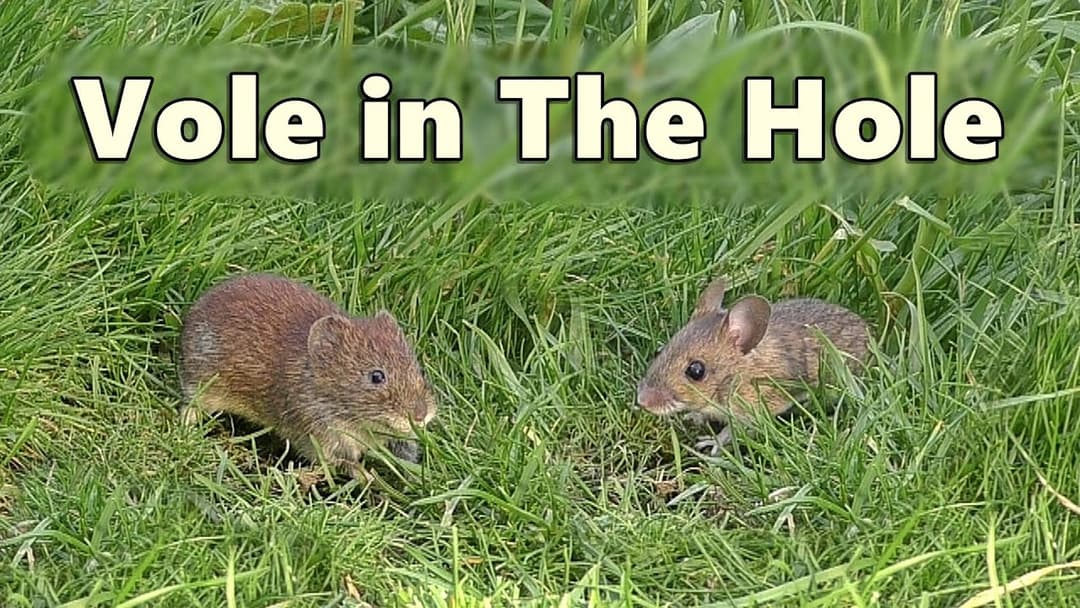 Videos for Cats to Watch Voles in Holes ~ Vole in The Hole