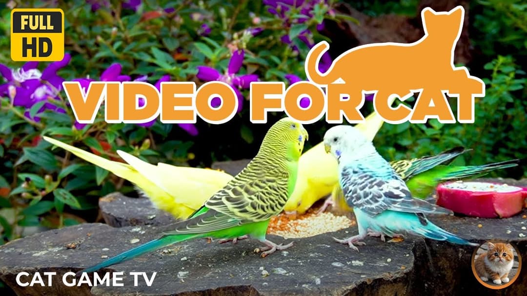 🔴😺Cat TV for Cats to Watch 😺 Mountain Birds Chipmunks Squirrels🐿️! Live 12 Hour Summer Pet Nature TV