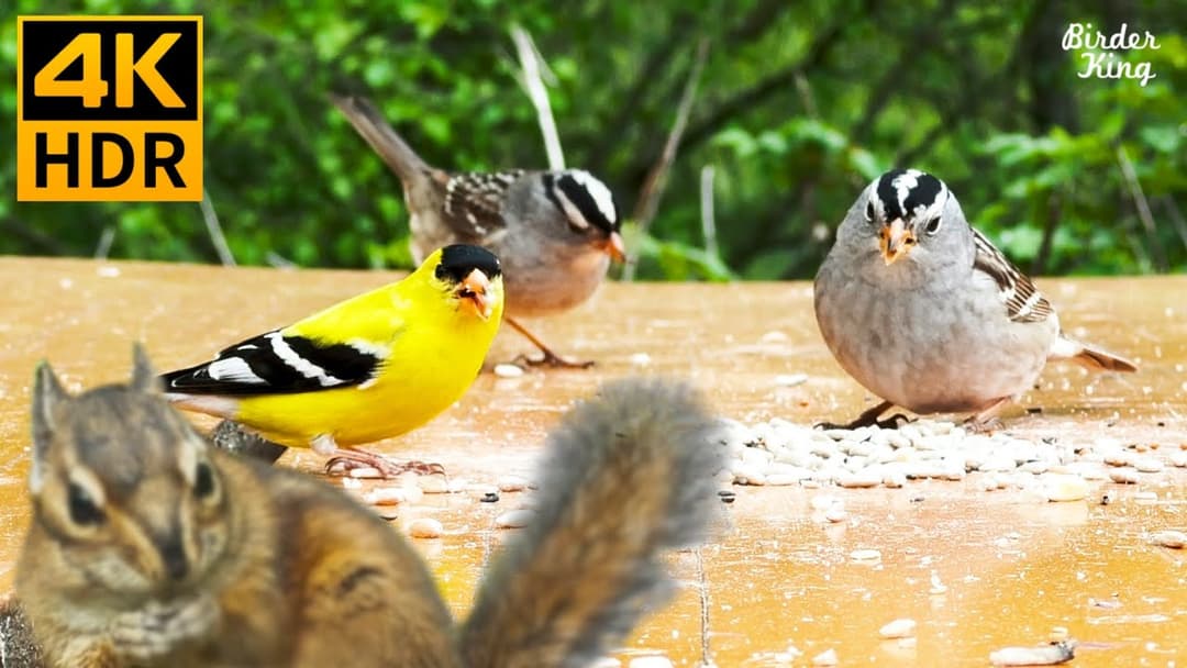 Cat TV for Cats to Watch 😺 Cute birds, chipmunks and squirrels 🐦🐿 8 Hours(4K HDR)