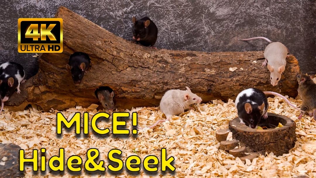 Cat TV 4K: Gerbils & Mice Play Hide & Seek | A Magical Video for Cats