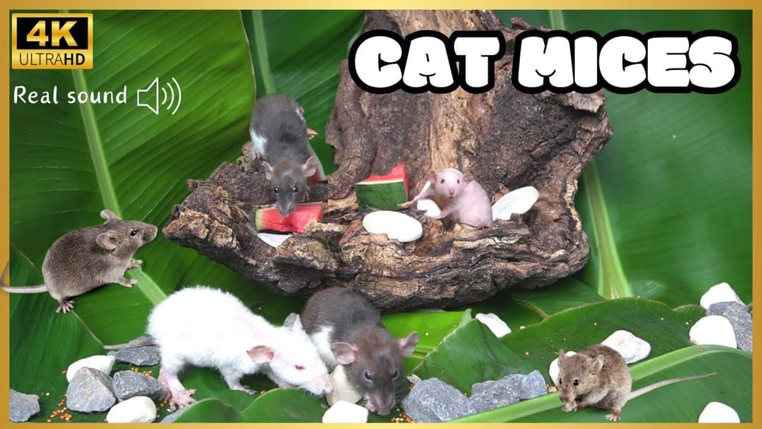 Cat tv for Cats to watch | Cat TV HIDE & SEEK in Garden | Mouse Fun in Holes | Cat Games