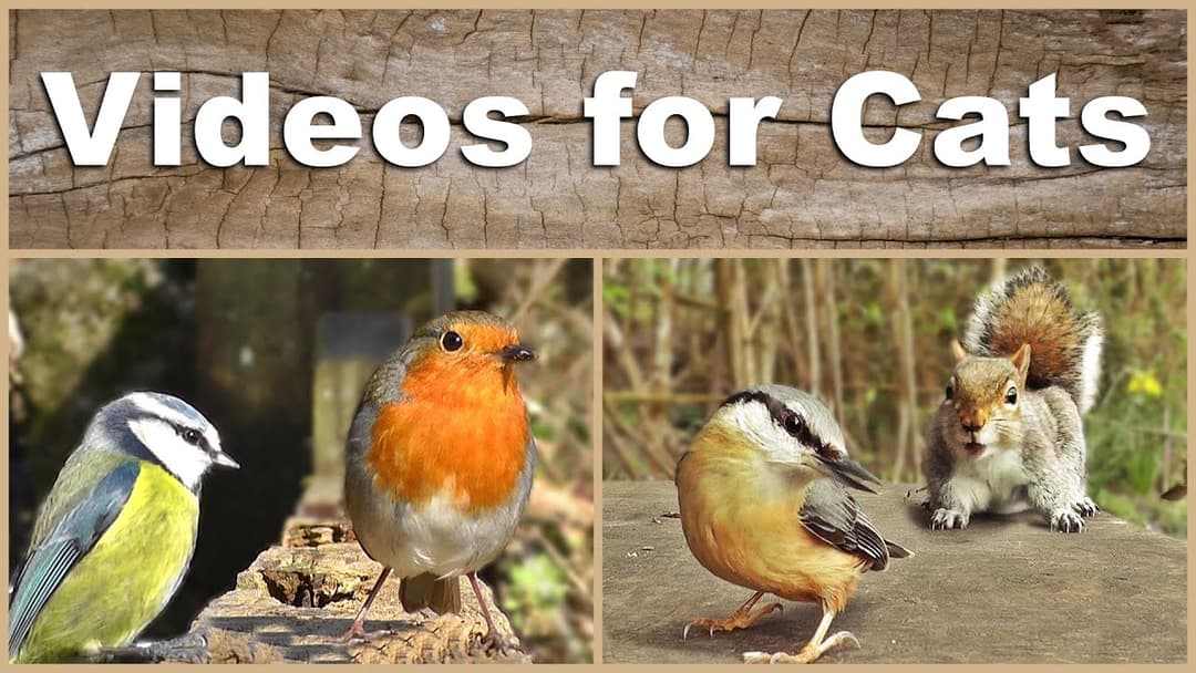 Videos for Cats to Watch : The Ultimate Birds and Squirrels Video - 2 HOURS