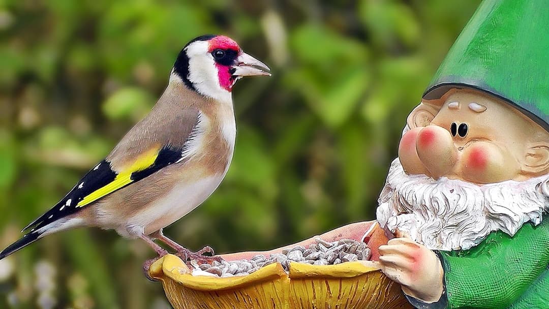 Garden Birds -  Gartenvögel - Oiseaux de Jardin - Tuinvogels - Trädgårdsfåglar