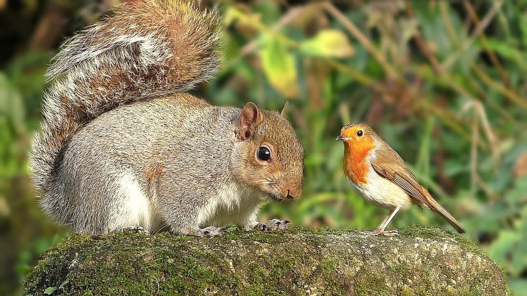 Videos for Cats to Watch - Birds and Squirrel Time