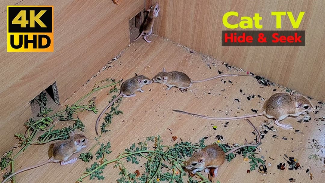 8 Hours Mouse Entertainment Video For Cats to Enjoy - Cat Tv Mouse - 4k UHD