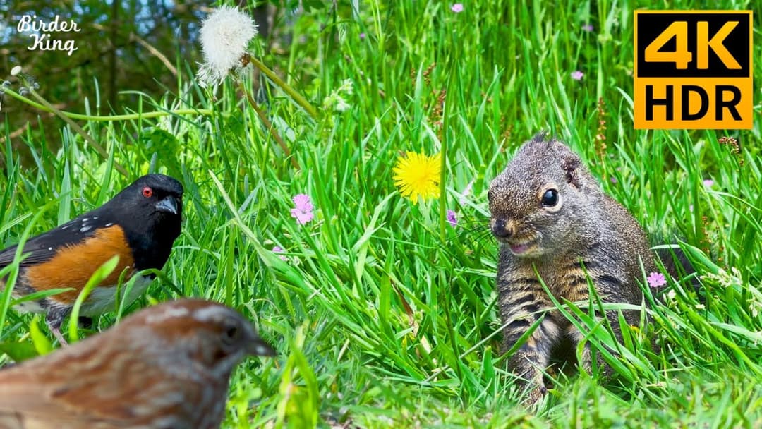 Cat TV for Cats to Watch 😺 Cute squirrels, birds, little wildflowers 🌼 Dog TV 🐿 8 Hours(4K HDR)