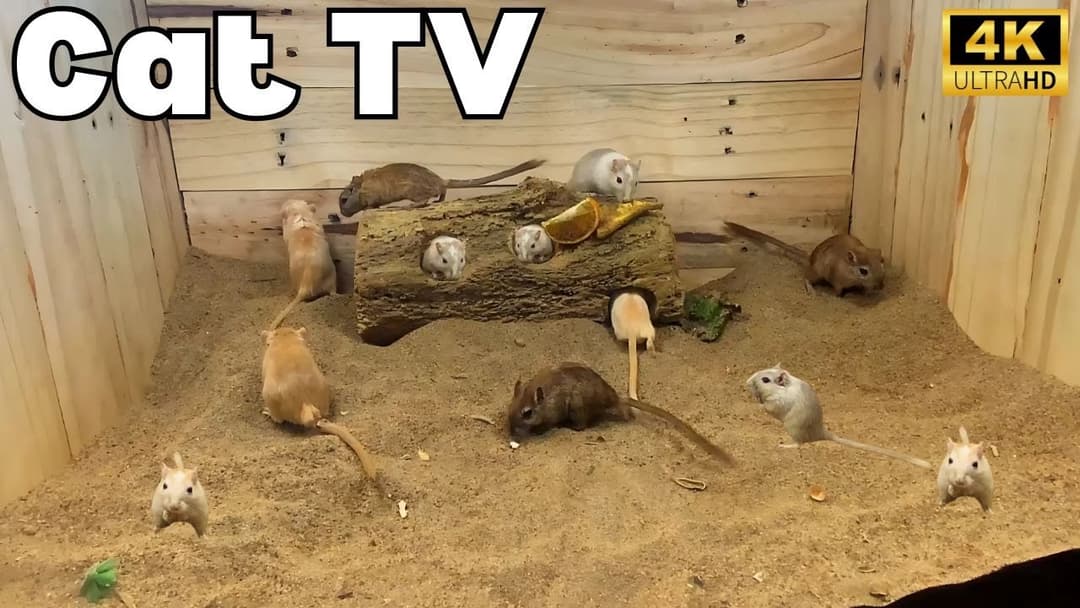 🐱 Interactive Cat TV: Mice in Sand – Non-Stop Fun in 4K UHD for Cats