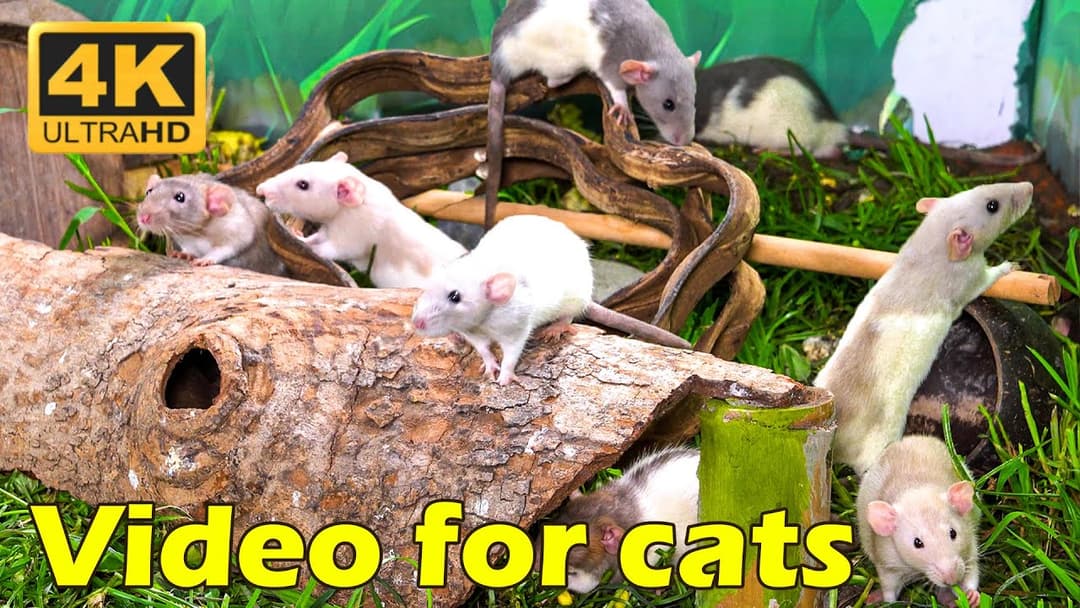 Cat TV: Watch Mice Play Hide & Seek - 3 Hours of Fun for Your Cat in Ultra HD | Catflix