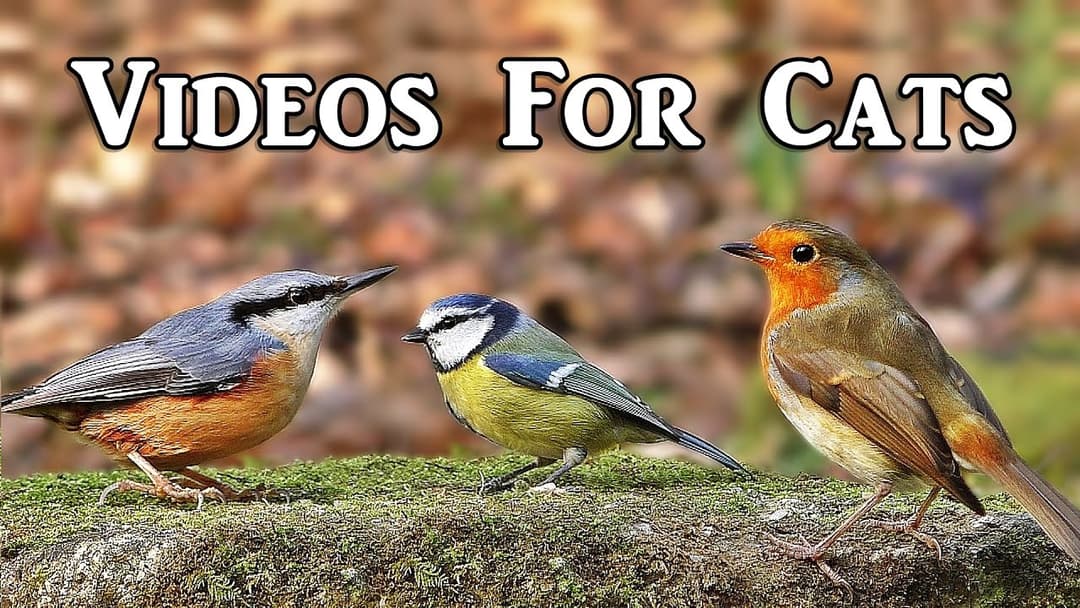 Videos for Cats to Watch : Woodland Birds Spectacular