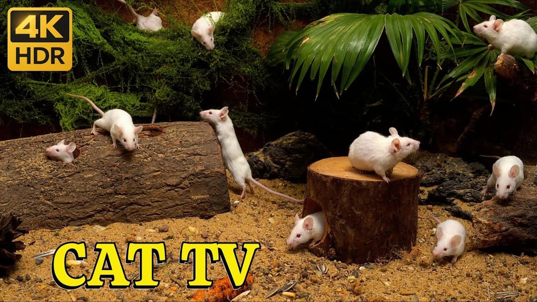 Hide & Seek Peek-a-Mice – White Mouse Pops Up in Jungle Log Tunnel | 4K Catflix