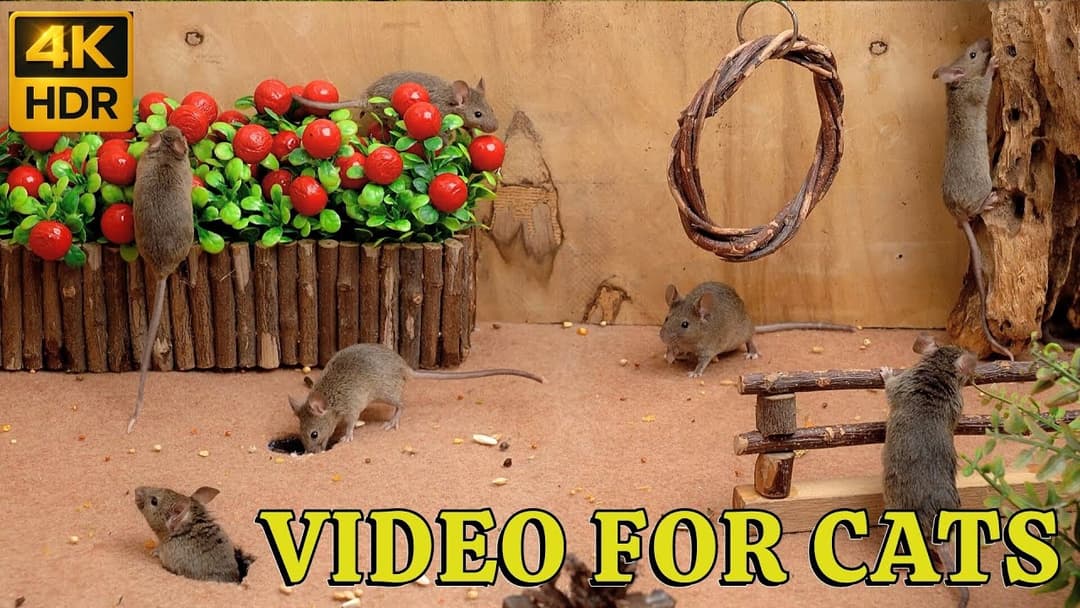 4K HDR Mice Playtime for Cats:  3-Hour Tiny Mouse Hide & Seek Challenge | 4K Catflix