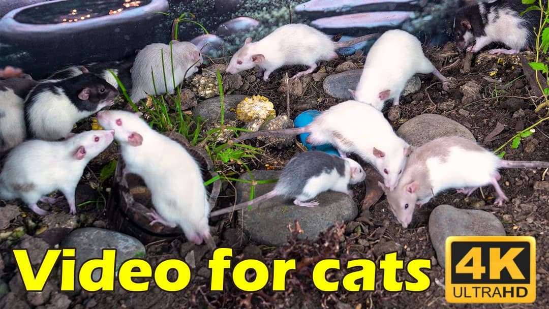Cat TV: Endless Fun for Cats in Stunning 4K UHD - Mouse Hunt Marathon | Catflix