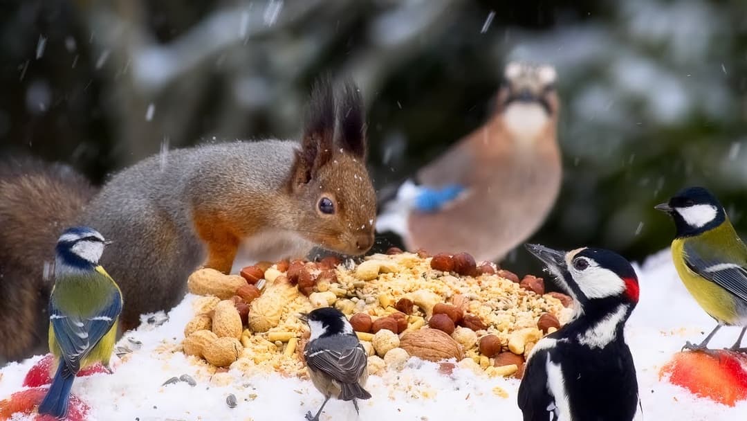 Best for Cats 😺 Lots of Birds, Red Squirrels and Falling Snow (10hrs)