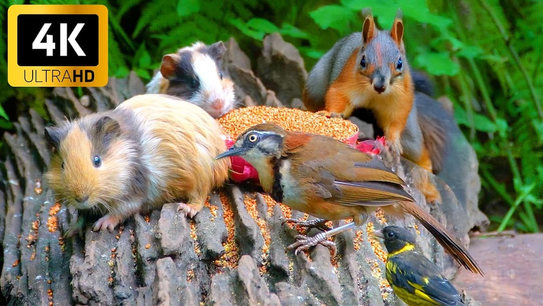 Cat TV for Cats to Watch 😺🐦 Birds & Squirrels Visit the Fountain to Feast 🌻 Real Nature Fun 4K HDR