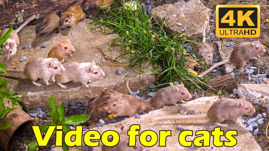 Ultimate Cat Entertainment: 3 Hours of Hide & Seek with Cute Mice in 4K UHD | Catflix