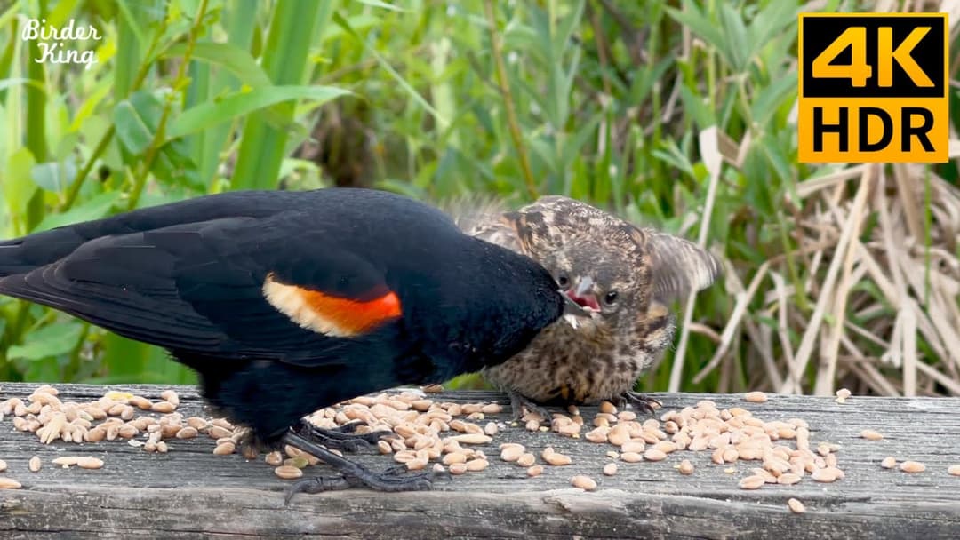 Cat TV for Cats to Watch 😺 Mama Squirrels and Birds Nurture Their Cute Babies 🐦 8 Hours(4K HDR)